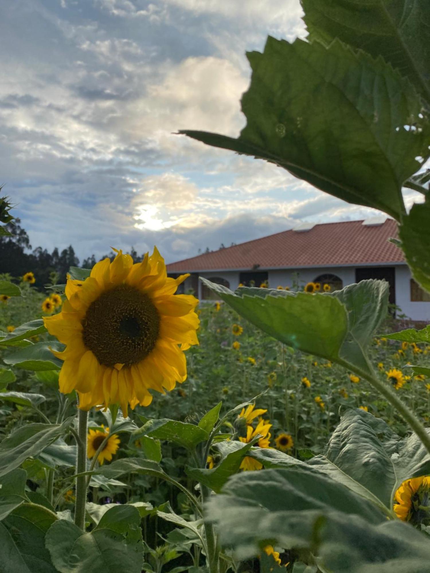 Hosteria Oro Azul Cotacachi Zewnętrze zdjęcie